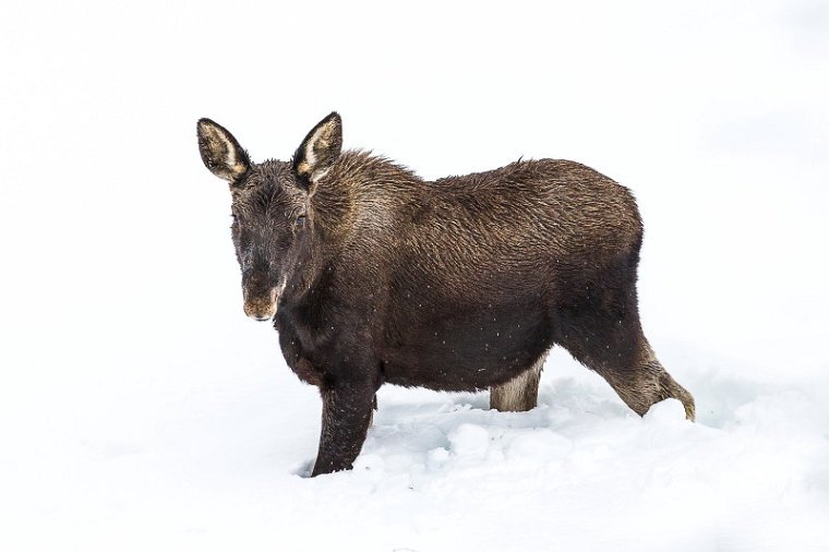 34 Yellowstone NP, eland.jpg